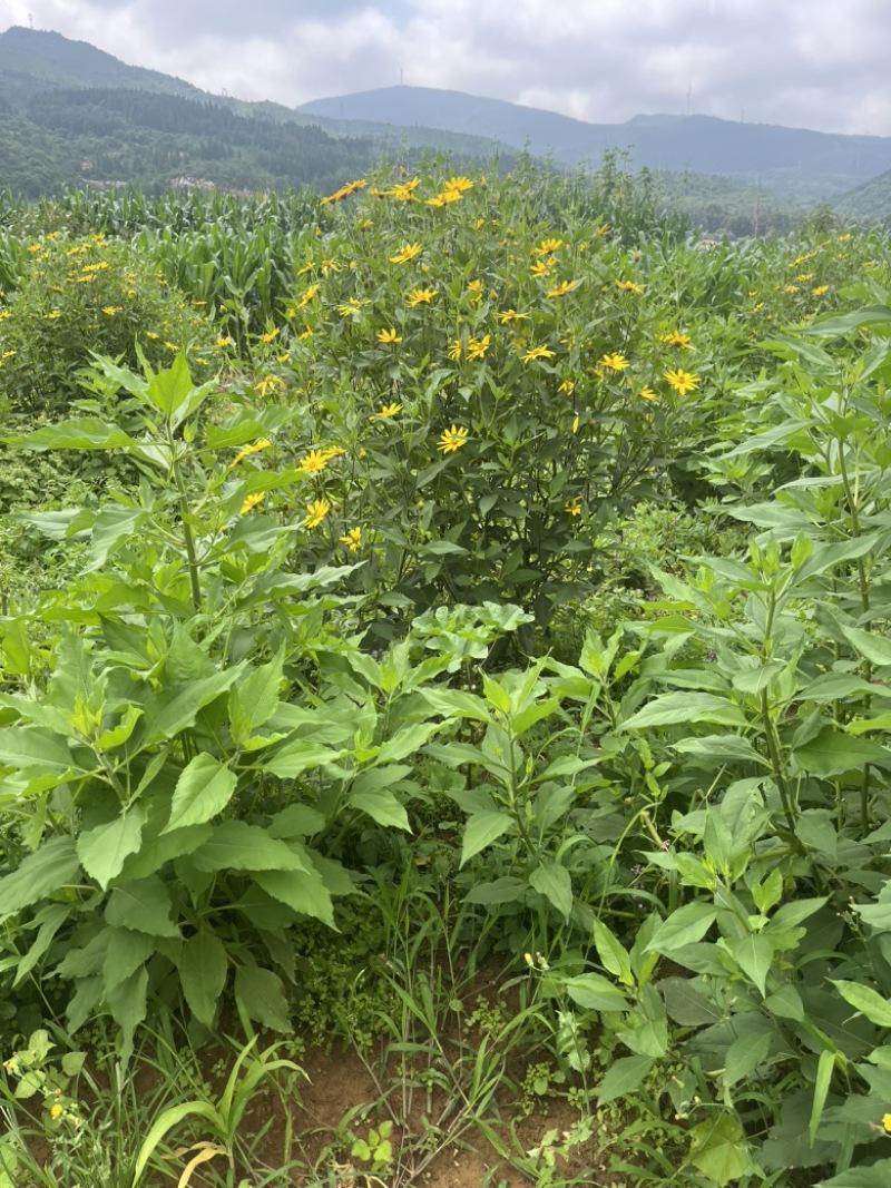 洋姜菊芋鬼子姜新鲜货出库
