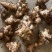 洋姜菊芋鬼子姜新鲜货出库