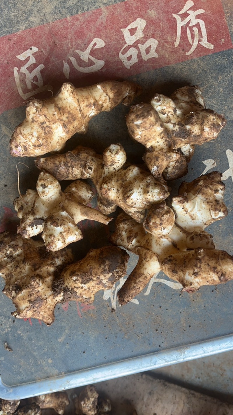 洋姜菊芋鬼子姜新鲜货出库