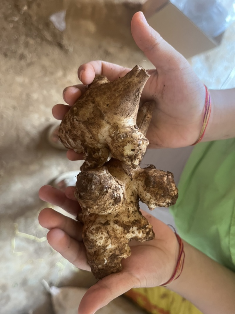 洋姜菊芋鬼子姜新鲜货出库