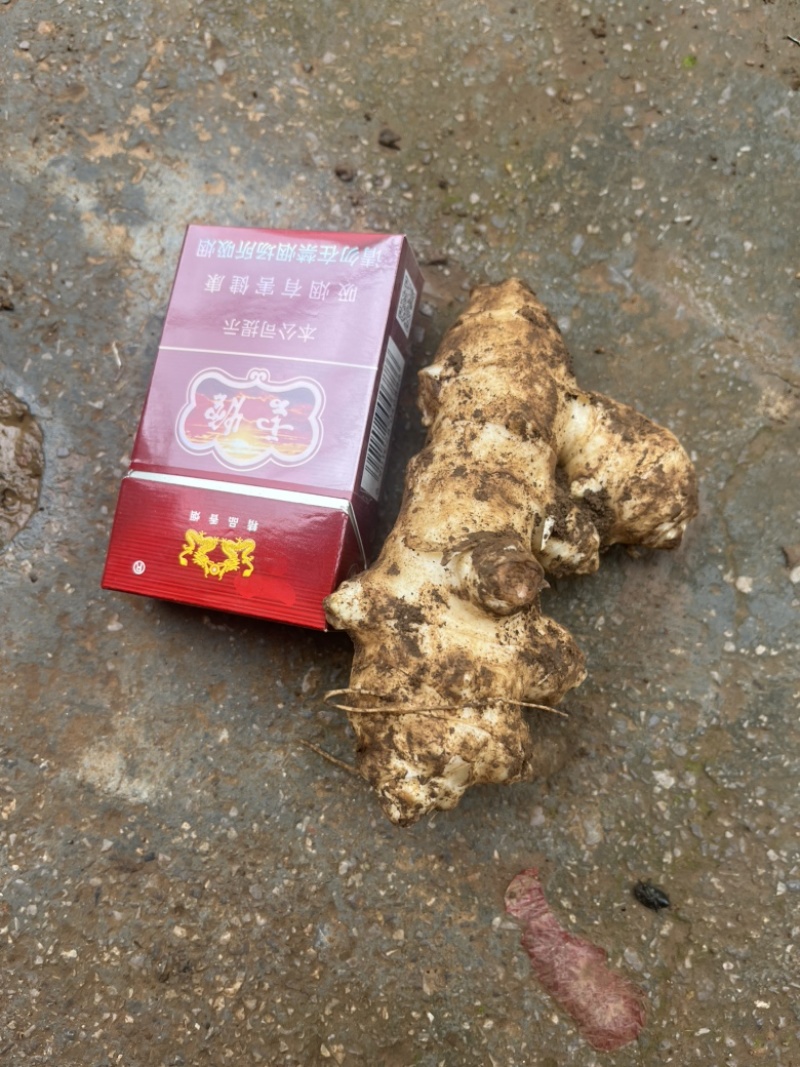 洋姜菊芋鬼子姜新鲜货出库