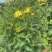 洋姜菊芋鬼子姜新鲜货出库