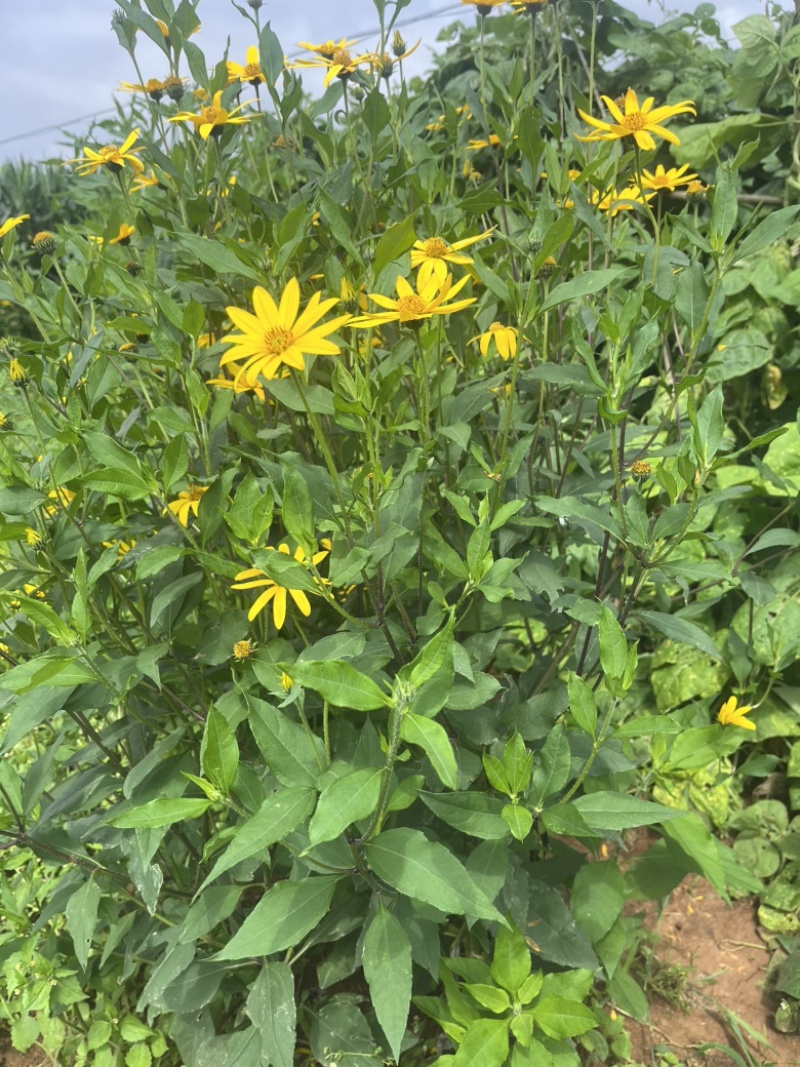 洋姜菊芋鬼子姜新鲜货出库