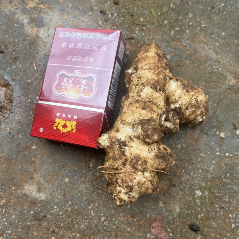 洋姜菊芋鬼子姜新鲜货出库