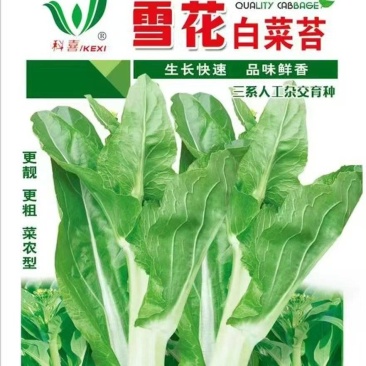 白菜苔种子雪花白菜苔早熟粗苔脆嫩好吃播种期长多次收