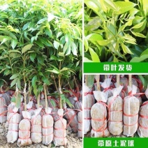 广西荔枝苗无核荔枝苗各种规格品类多果树苗带叶发货