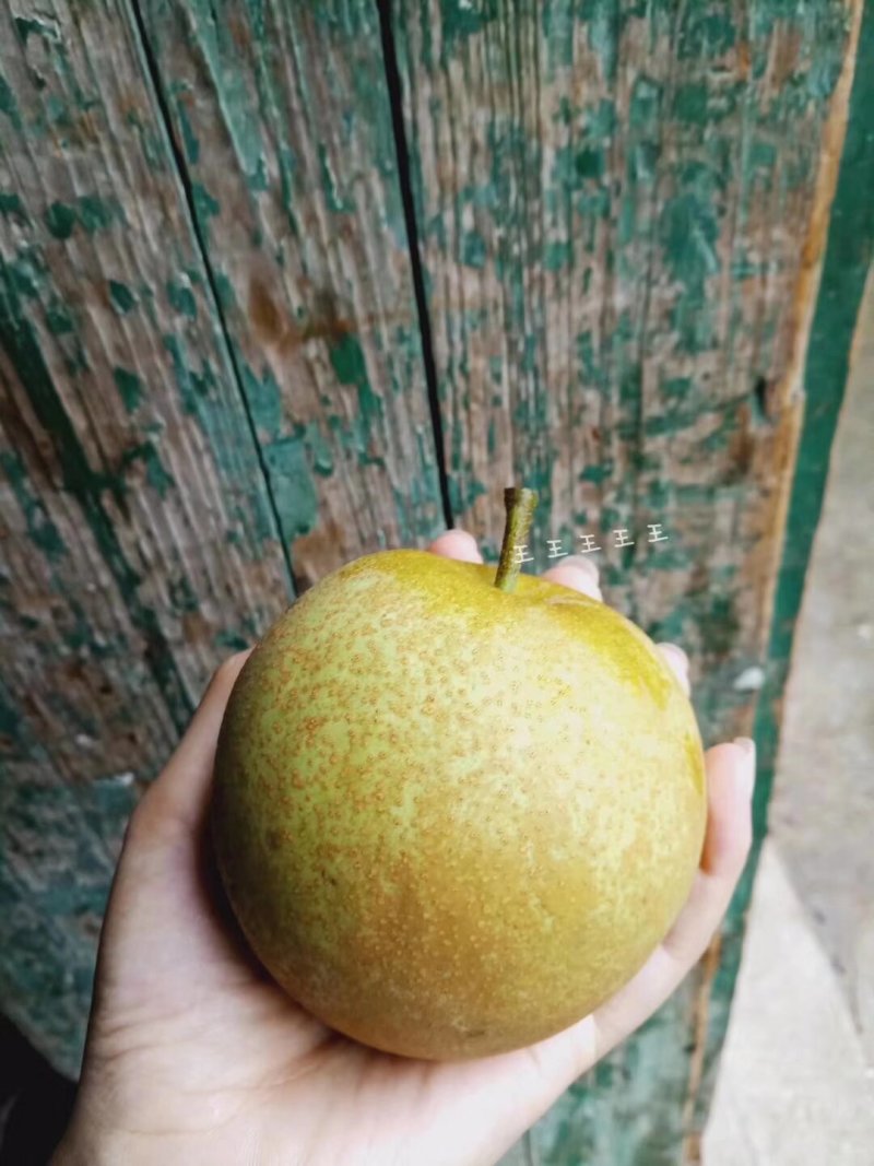 广西梨子桂花梨源头果地脆甜多汁
