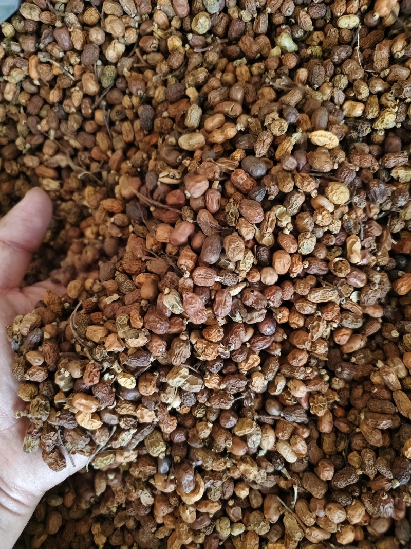 红豆蔻优质红蔲批发零售量大从优
