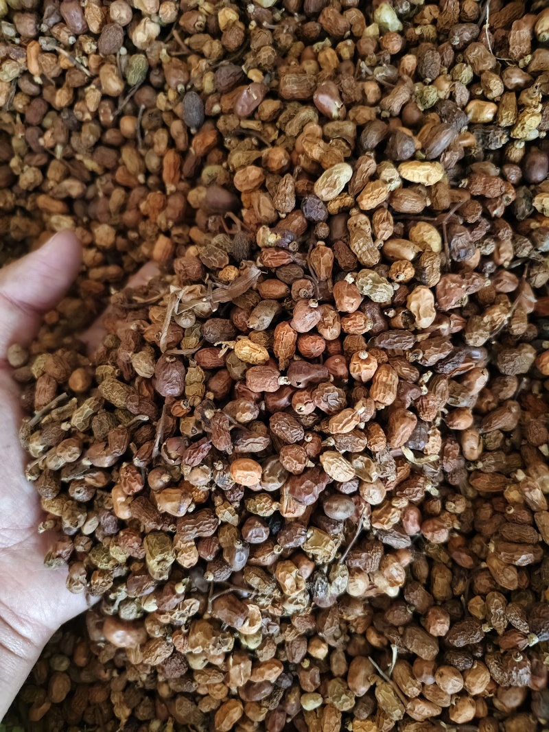 红豆蔻优质红蔲批发零售量大从优