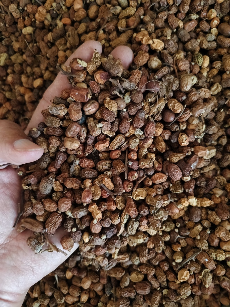 红豆蔻优质红蔲批发零售量大从优