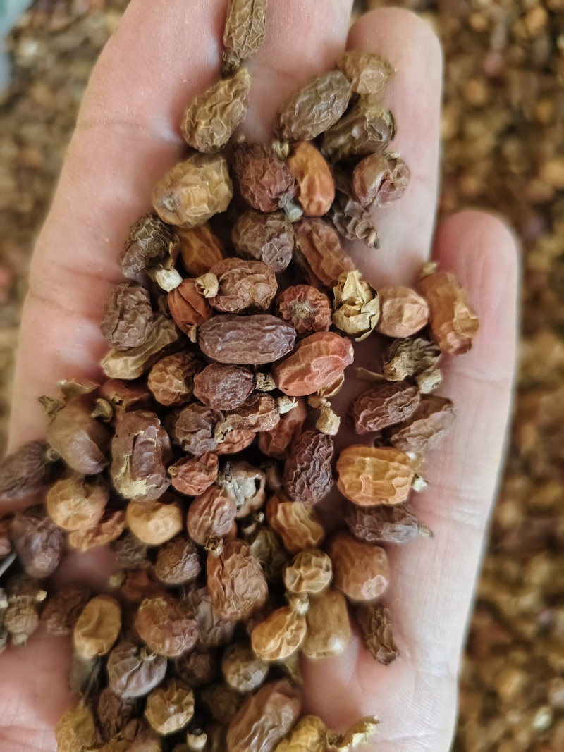红豆蔻优质红蔲批发零售量大从优