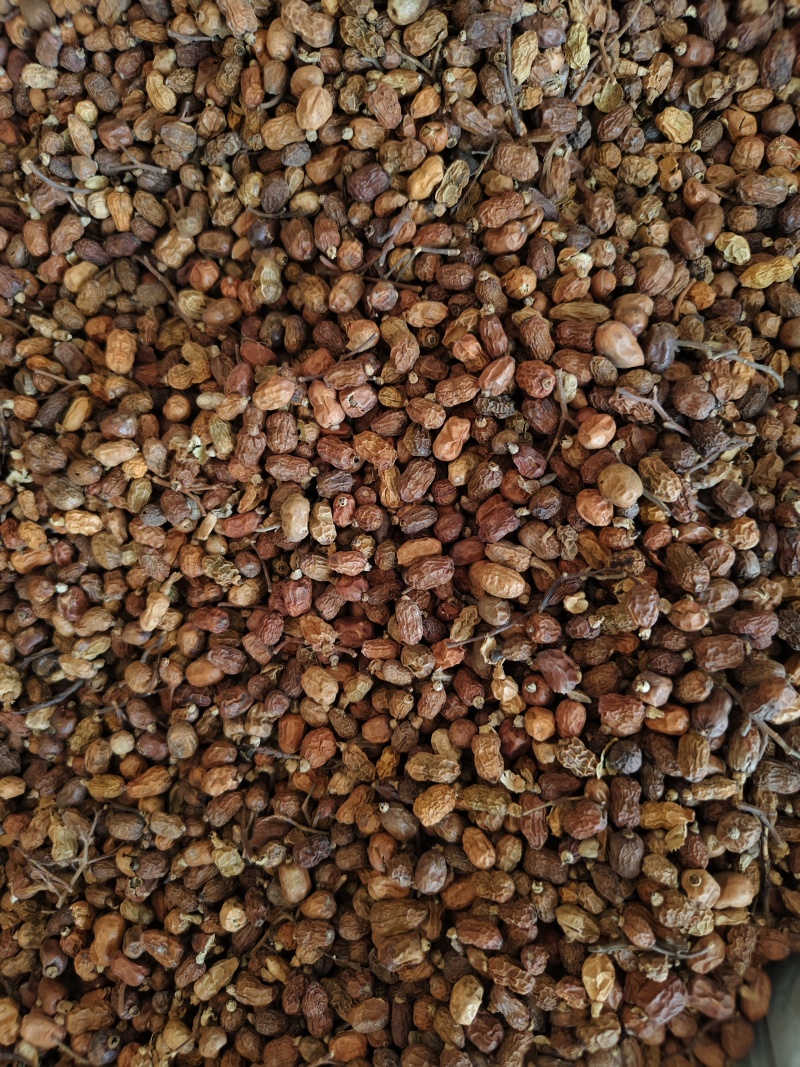 红豆蔻优质红蔲批发零售量大从优