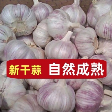 【金乡蒜王】特大蒜王紫白皮大蒜（一件代发+代运营）