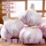 【金乡蒜王】特大蒜王紫白皮大蒜（一件代发+代运营）