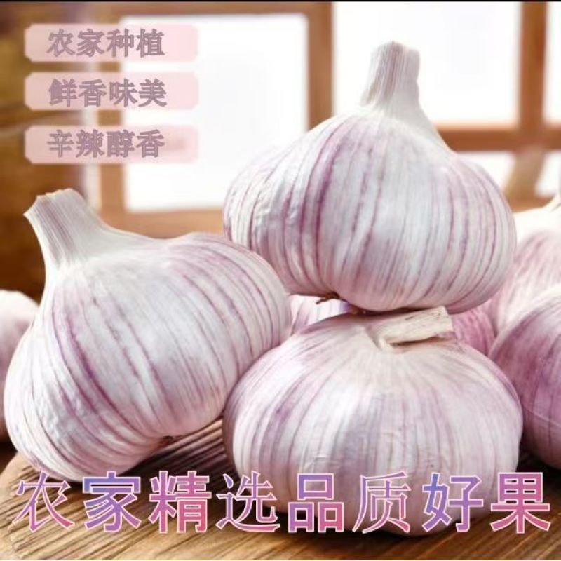 【金乡蒜王】特大蒜王紫白皮大蒜（一件代发+代运营）