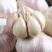 【金乡蒜王】特大蒜王紫白皮大蒜（一件代发+代运营）