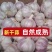 【金乡蒜王】特大蒜王紫白皮大蒜（一件代发+代运营）