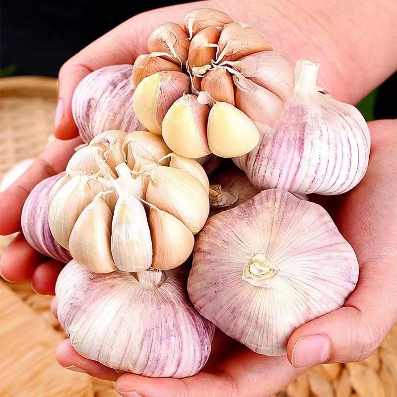 【金乡蒜王】特大蒜王紫白皮大蒜（一件代发+代运营）