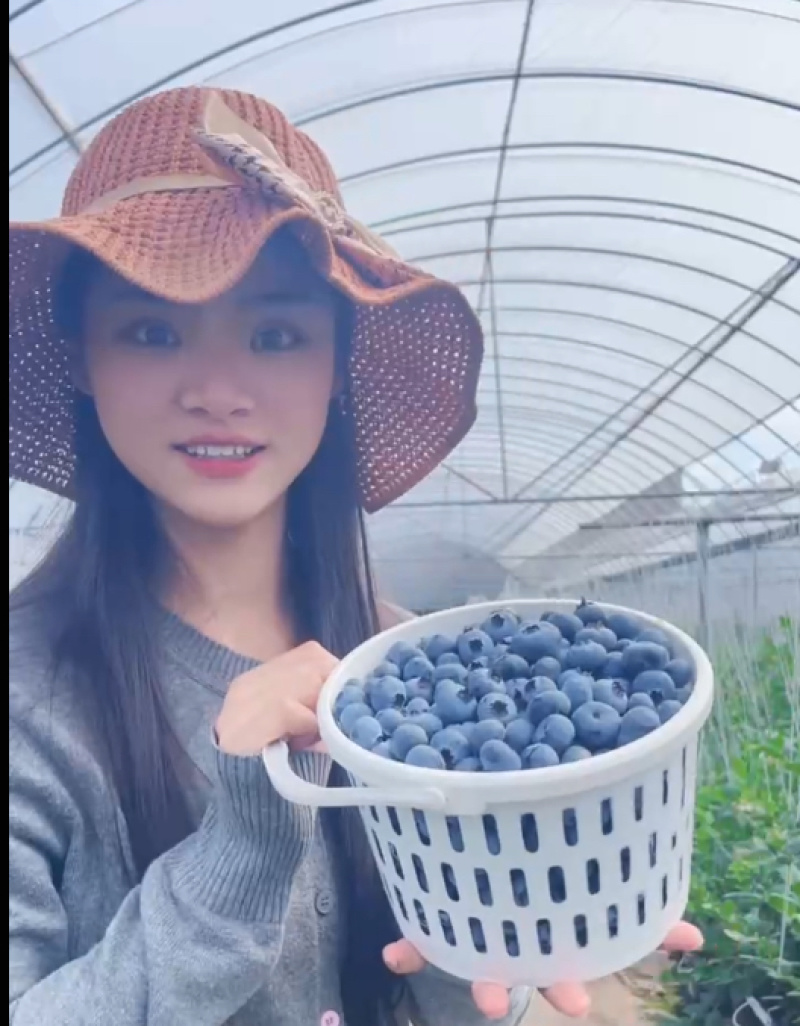 蓝莓全年有货品质保证服务周到产地直销