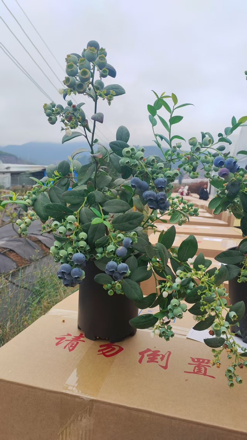 蓝莓全年有货品质保证服务周到产地直销
