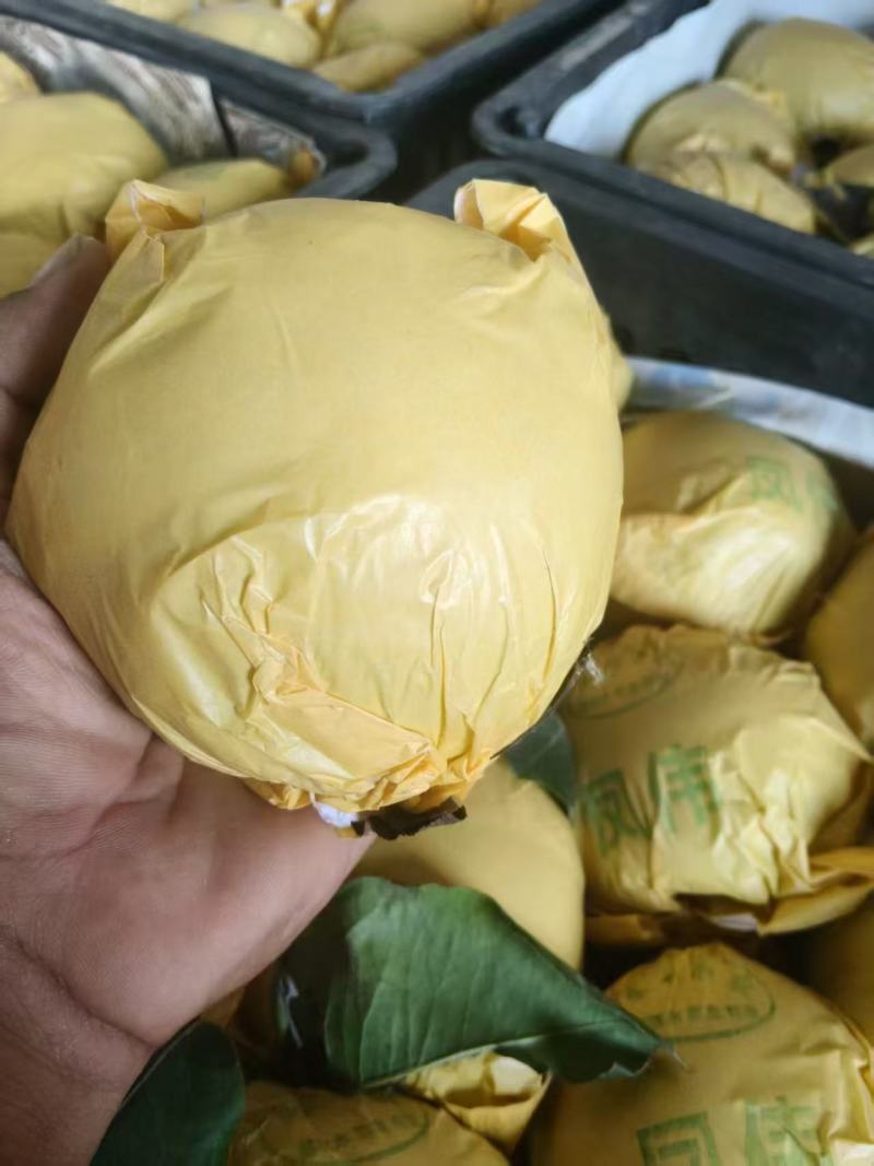 砀山酥梨产地直发一手货源价格优惠可视频看货欢迎致电