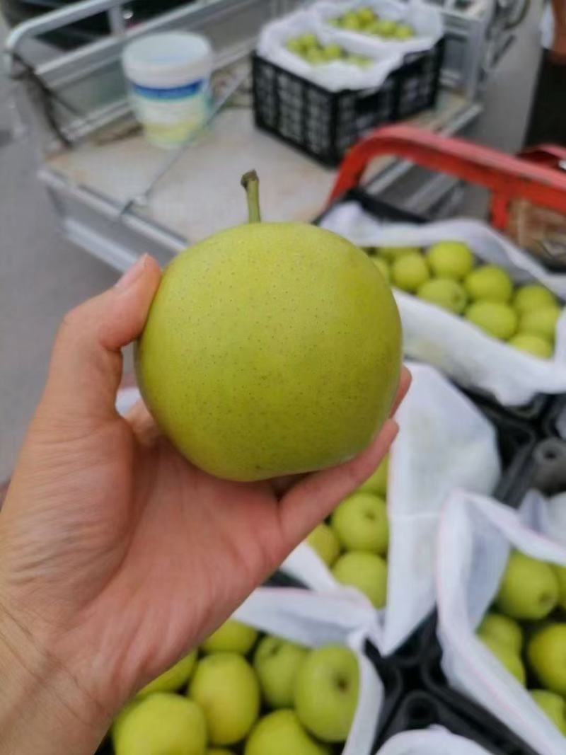砀山酥梨产地直发一手货源价格优惠可视频看货欢迎致电