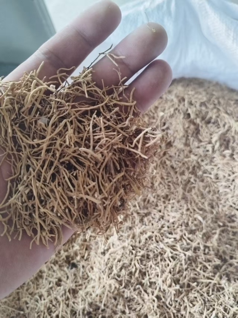自家种植徐长卿大量出售产地直发品质保证欢迎联系