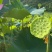 广东江门海岛新鲜铁莲，量大从优质量保证欢迎咨询采购