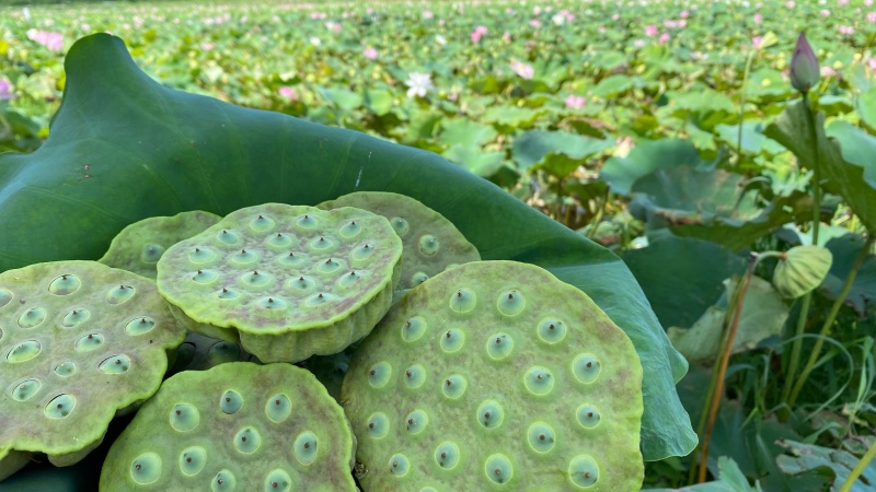 广东江门海岛新鲜铁莲，量大从优质量保证欢迎咨询采购