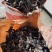 野生灵芝云南精品灵芝一级野生灵芝