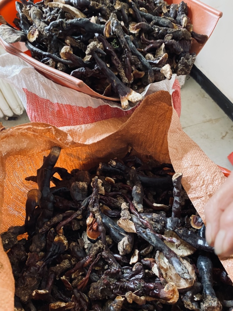 野生灵芝云南精品灵芝一级野生灵芝