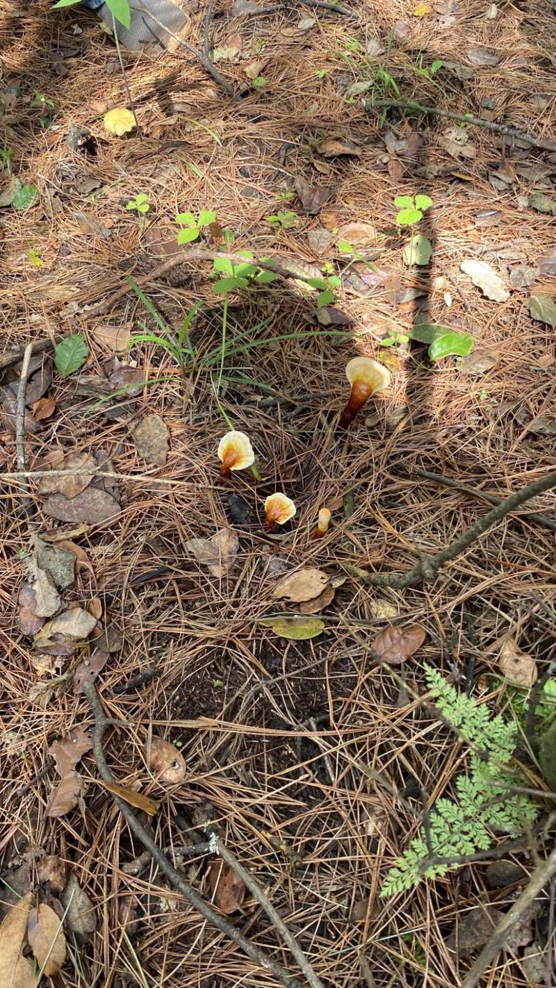 野生灵芝云南精品灵芝一级野生灵芝