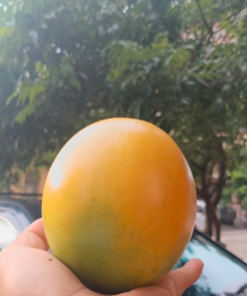 广西黄晶果苗嫁接苗黄宝石黄晶果四季果树苗包技术包活