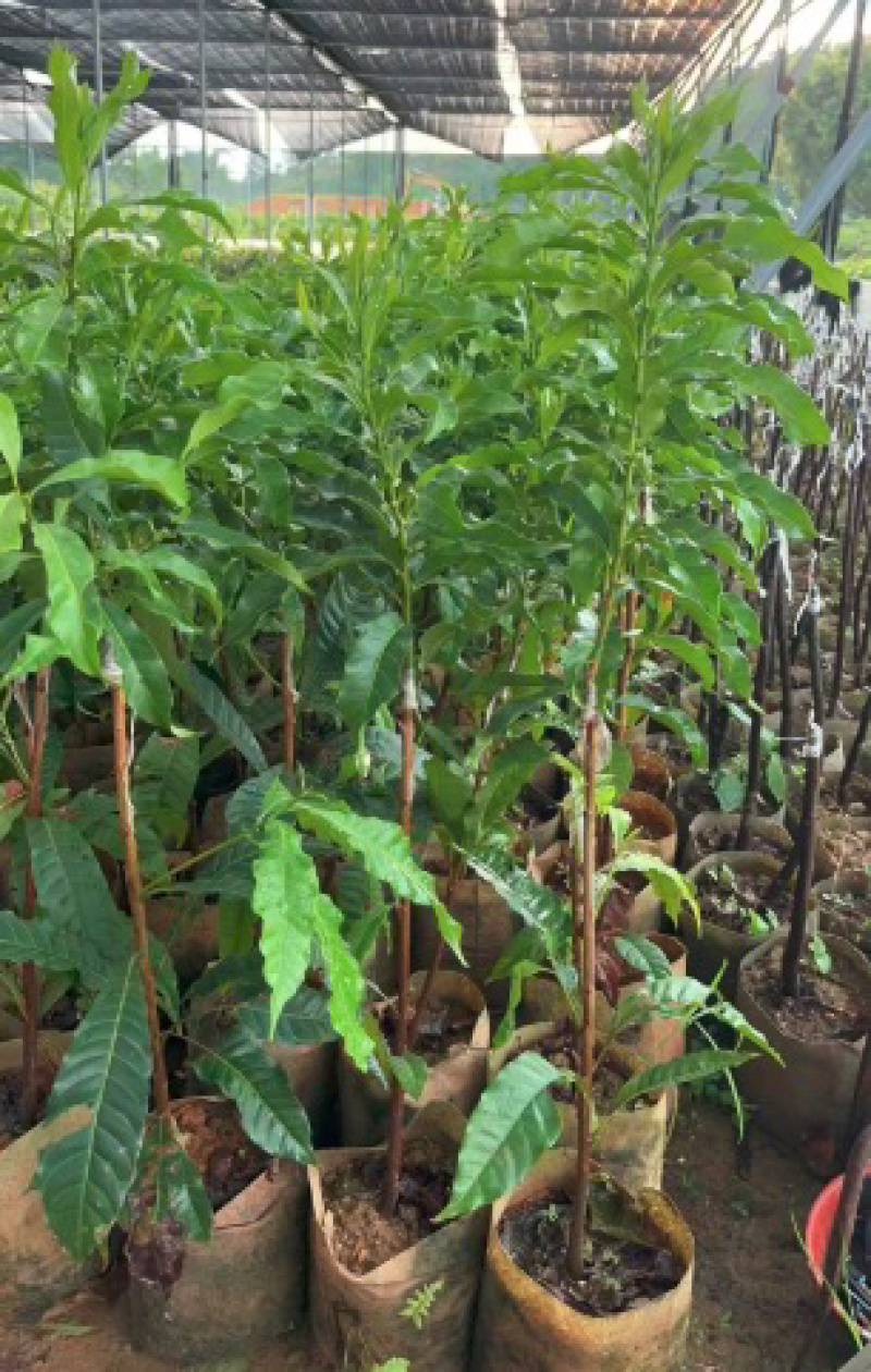 广西黄晶果苗嫁接苗黄宝石黄晶果四季果树苗包技术包活