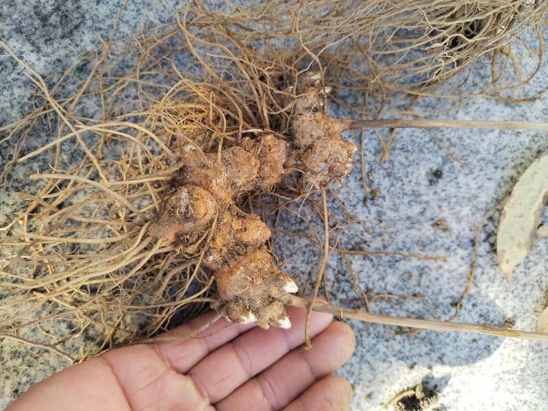 大别山纯野生苍术。香味扑鼻。菊花断面红色朱砂点。数量不多