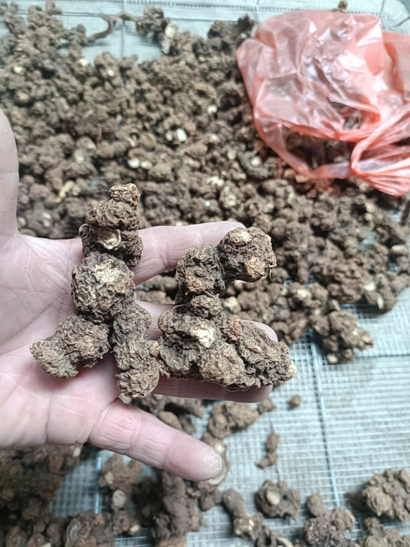 大别山纯野生苍术。香味扑鼻。菊花断面红色朱砂点。数量不多