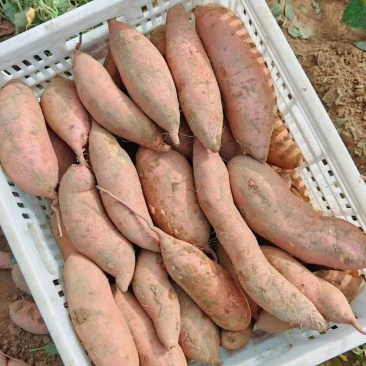 龙薯九