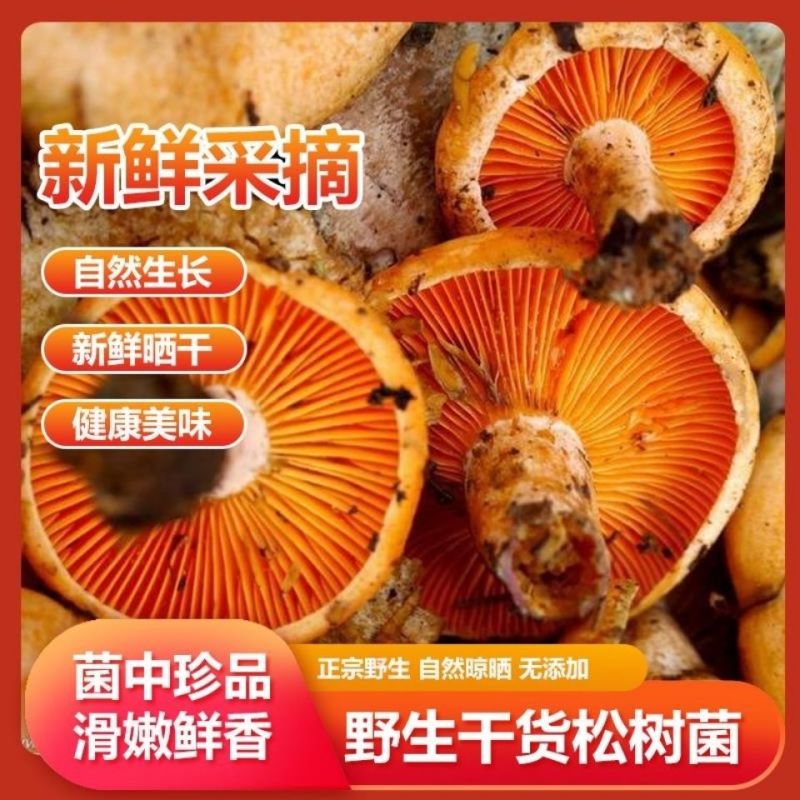 松树菌新鲜干货土特产寒菌枞树菌新鲜纯野生菌松菌松