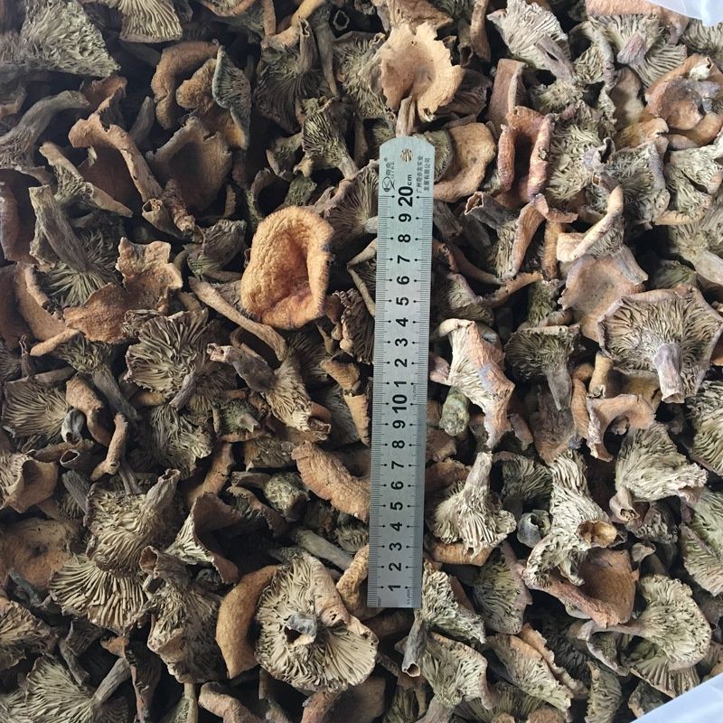 松树菌新鲜干货土特产寒菌枞树菌新鲜纯野生菌松菌松