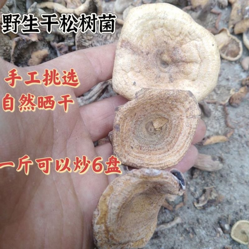 松树菌新鲜干货土特产寒菌枞树菌新鲜纯野生菌松菌松