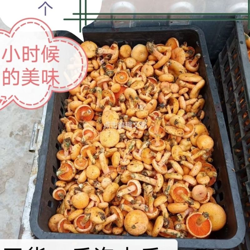 松树菌新鲜干货土特产寒菌枞树菌新鲜纯野生菌松菌松