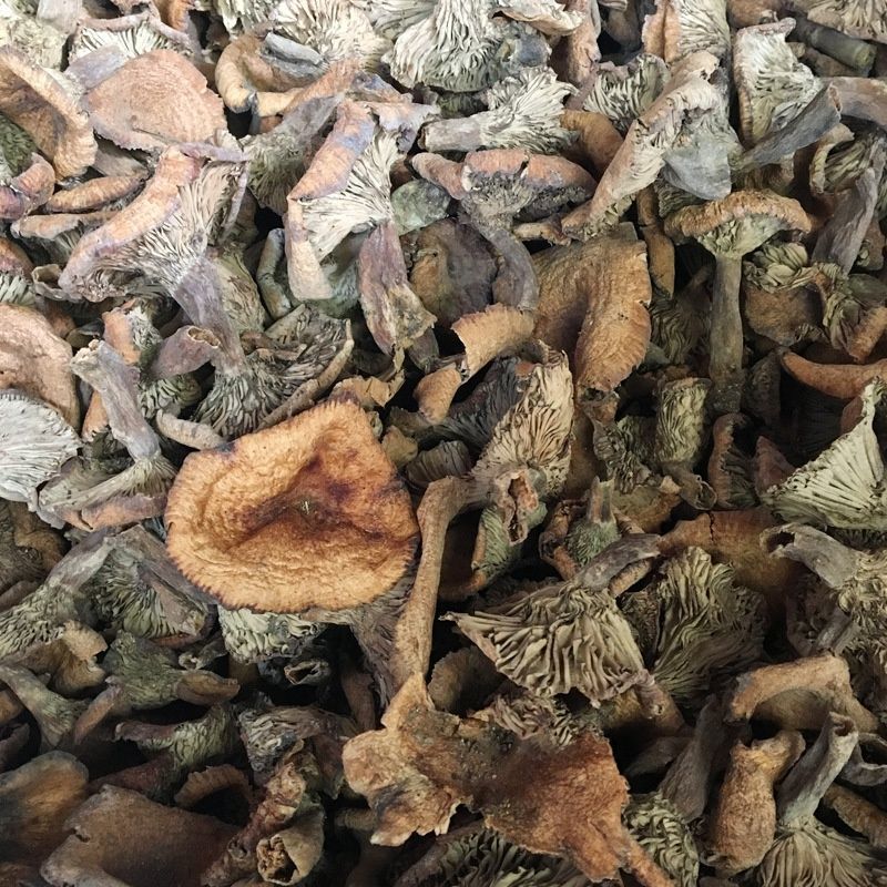 松树菌新鲜干货土特产寒菌枞树菌新鲜纯野生菌松菌松