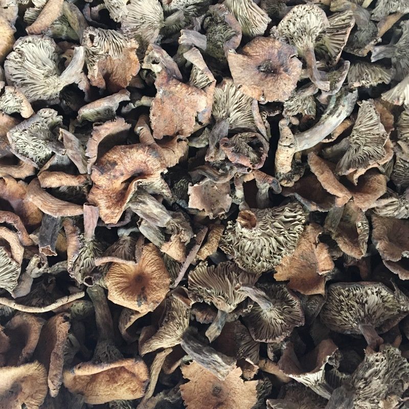 松树菌新鲜干货土特产寒菌枞树菌新鲜纯野生菌松菌松