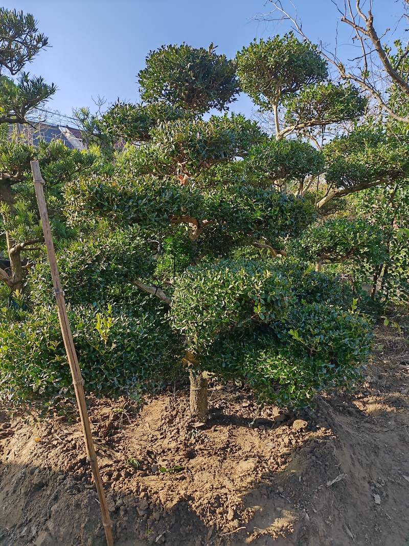 造型树，造型黄杨，造型女贞，造型松