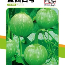 南瓜种子盛园四号早熟结瓜多瓜型圆正颜色亮丽肉产量高