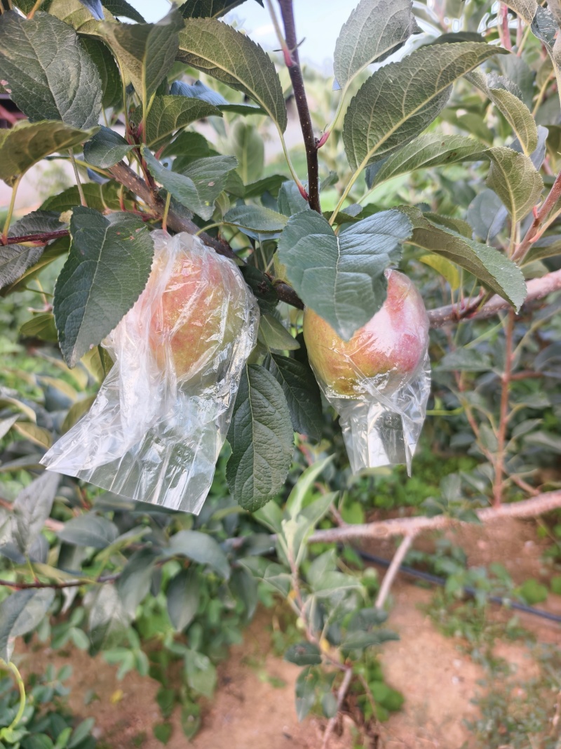 鲁丽苹果山早熟苹果，华硕苹果红露苹果，美八苹果