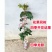 广西龙眼嫁接苗品质保证各种规格都有诚信合作