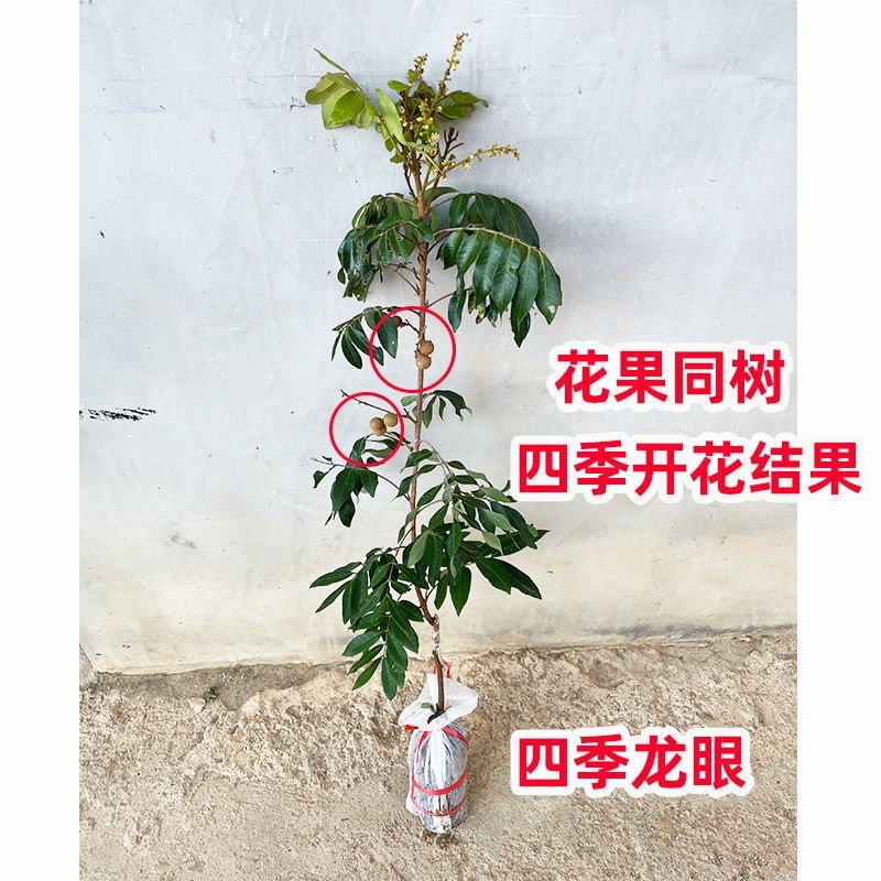 广西龙眼嫁接苗品质保证各种规格都有诚信合作