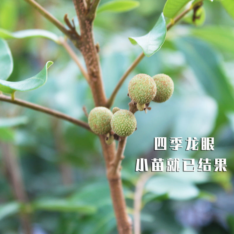 广西龙眼嫁接苗品质保证各种规格都有诚信合作