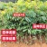 广西龙眼嫁接苗品质保证各种规格都有诚信合作